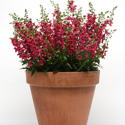 Archangel Cherry Red Summer Snapdragon