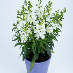 Angelissa White Summer Snapdragon
