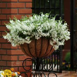 Angelmist Spreading White Summer Snapdragon