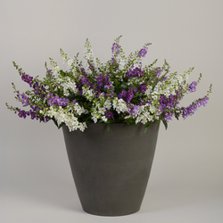 Angelmist Spreading White Summer Snapdragon
