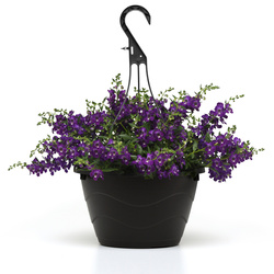Angelmist Spreading Dark Purple Summer Snapdragon