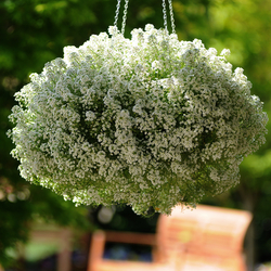 Clear Crystal White Alyssum, in bloom