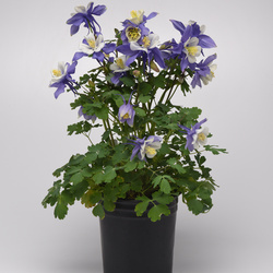 Earlybird Blue White Columbine