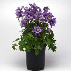 Earlybird Purple Blue Columbine