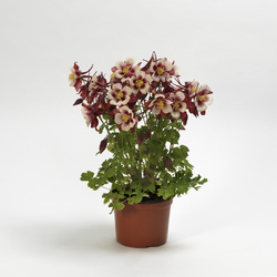 Earlybird Red White Columbine