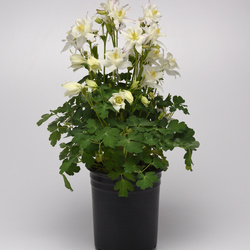 Earlybird White Columbine
