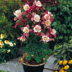 Songbird Robin Columbine