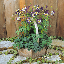 Swan Violet and White Columbine