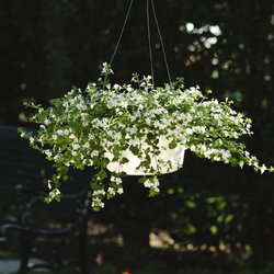 Snowtopia Bacopa