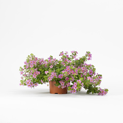 Pinktopia Bacopa