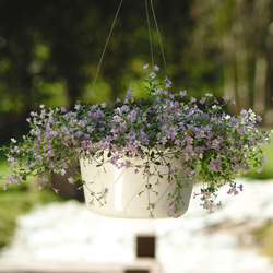  Blutopia Bacopa