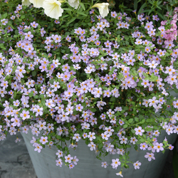  Blutopia Bacopa, in bloom