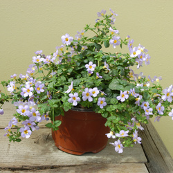 Blutopia Bacopa