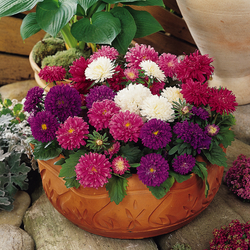 Pot 'n Patio Mix Aster