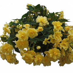   Sun Dancer Yellow Begonia