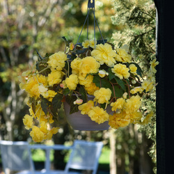 Sun Dancer Yellow Begonia