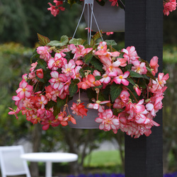 Sun Dancer White Pink Picotee Begonia
