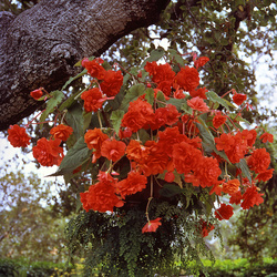 Sun Dancer Scarlet Orange Begonia
