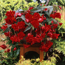 Sun Dancer Red Begonia