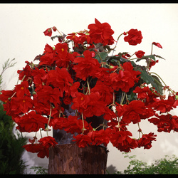 Sun Dancer Red Begonia
