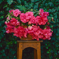 Sun Dancer Pink Begonia, in bloom