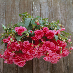 Sun Dancer Pink Begonia