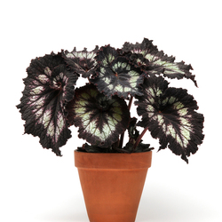 Jurassic Silver Swirl Begonia