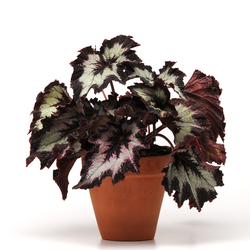 Jurassic Silver Point Rex Begonia