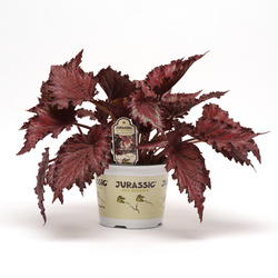 Jurassic Red Splash Rex Begonia