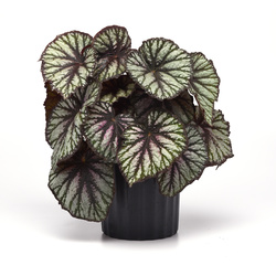 Jurassic Megalo Reptile Rex Begonia