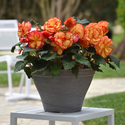 On Top Sun Glow Tuberous Begonia