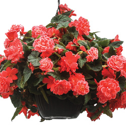 On Top Melon Lace Tuberous Begonia