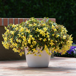 Mistral Yellow Begonia, in bloom