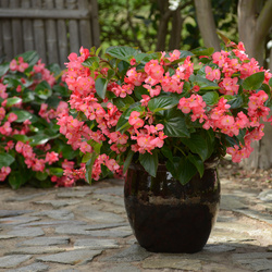 Megawatt Rose Green Leaf Begonia