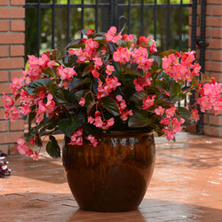 Megawatt Rose Bronze Leaf Begonia