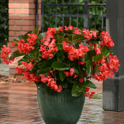 Megawatt Red Green Leaf Improved Begonia