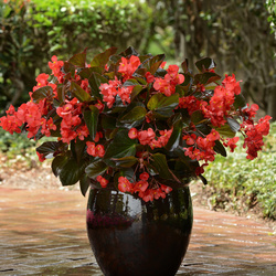 Megawatt Red Bronze Leaf Begonia