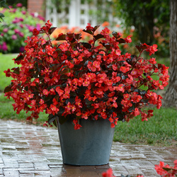 Megawatt Red Bronze Leaf Begonia