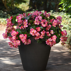 Megawatt Pink Green Leaf Begonia