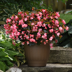 Megawatt Pink Bronze Leaf Begonia