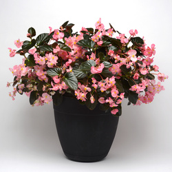 Megawatt Pink Bronze Leaf Begonia, in bloom