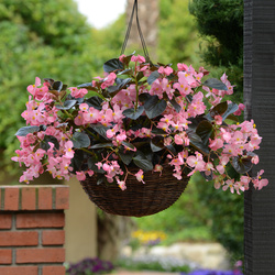 Megawatt Pink Bronze Leaf Begonia