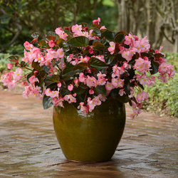 Megawatt Pink Bronze Leaf Begonia