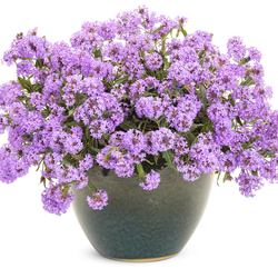 Cake Pops Purple Tuberous Verbena, in bloom