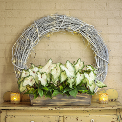 Heart To Heart White Wonder Elephant Ear