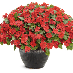  Soprano Bright Red Bedding Impatiens, in bloom