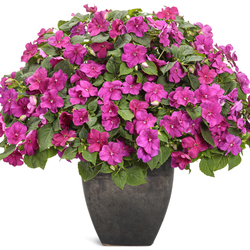 Soprano Violet Shades Bedding Impatiens, in bloom