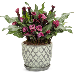  Be My Heart Calla Lily, in bloom