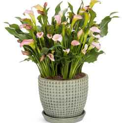  Be My Princess Calla Lily, in bloom