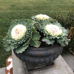 Songbird White Kale